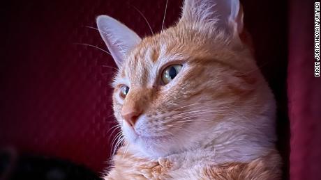 How the lovable orange cat became a voice for union workers in America