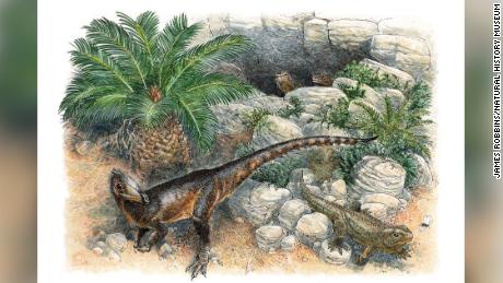 The Dinky Dinosaur was the smallest of its kind when it roamed Wales 200 million years ago