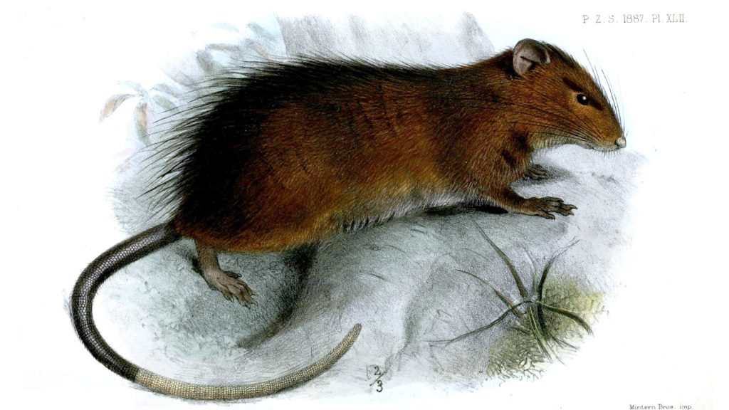 Extinct rat shows limits of CRISPR to reviving species