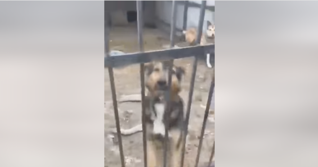 A charity says more than 300 dogs have been found dead in a Ukrainian shelter after weeks of no food or water due to the war.