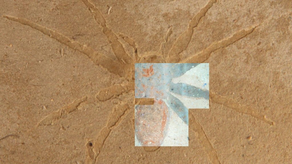Researchers find glowing spider fossils in southern France