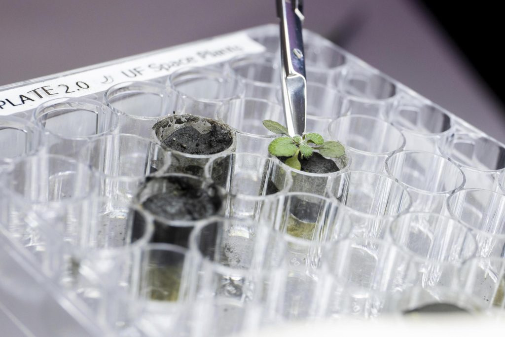 Scientists grow plants in lunar soil, the next station moon