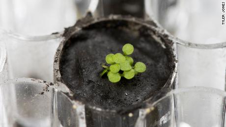 Plants were grown in lunar soil for the first time ever