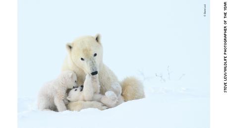 Polar bears are getting thinner and have fewer cubs.  Melting sea ice is the reason