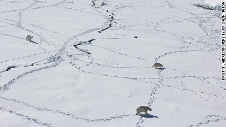 Three adult polar bears can be seen using sea ice during a limited time when it will be available in April 2015.
