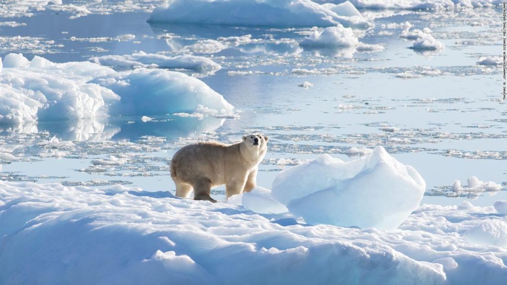 Polar bears live in Greenland without sea ice