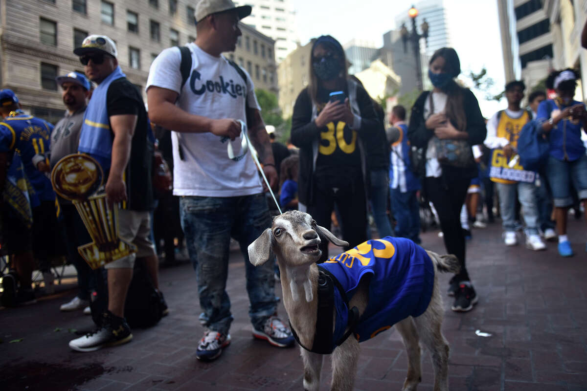 Curry the Goat shouts to fellow Warriors fans on Market Street, while owner Javier Caldera of Hayward talks to onlookers in the background. 