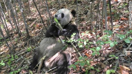 Study says bacteria help pandas make the most of being a selective eater