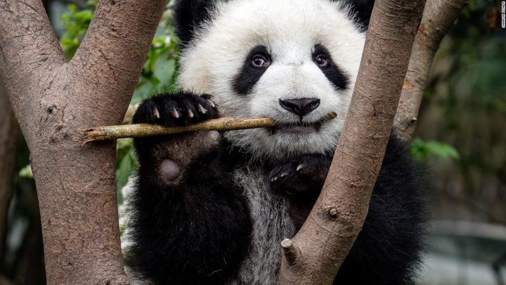 Pandas developed their most bewildering feature at least 6 million years ago