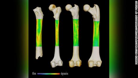 This image shows a thickness contrast map of the femur (left to right) of a Sahelanthropus, an extant human, and a chimpanzee and a gorilla (in back view). 