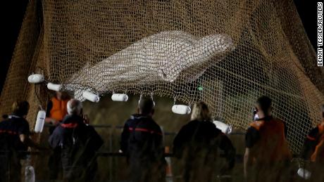 A beluga whale rescued from the Seine River euthanized while in transit, according to French authorities