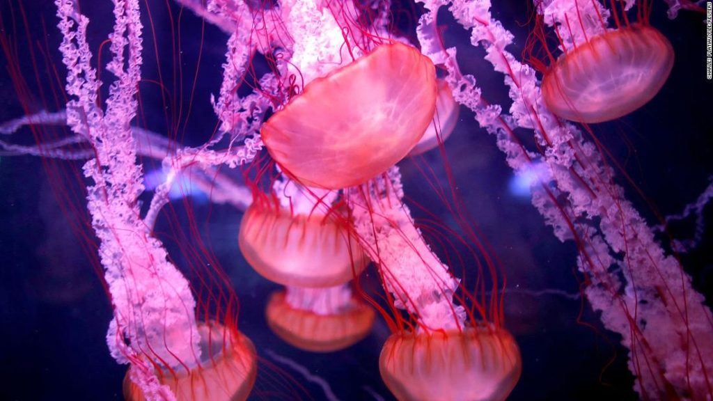 'Immortal jellyfish': a new study from Spain could reveal the secret of how this species reverses aging