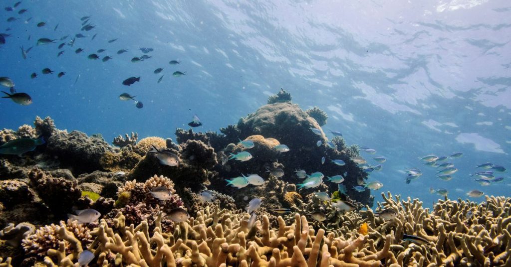 Parts of Australia's Great Barrier Reef show highest coral cover in 36 years
