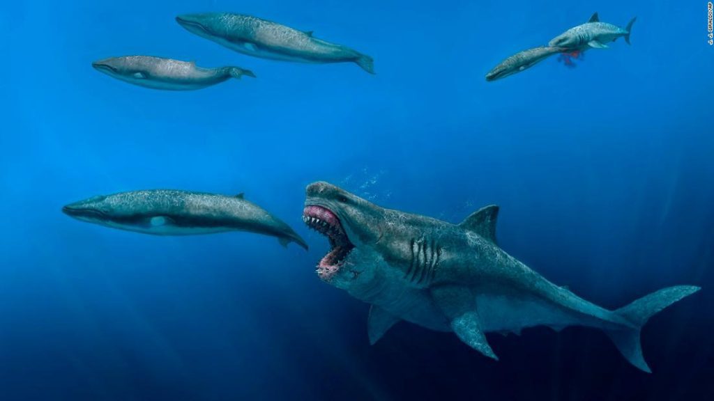 Scientists say the extinct super predator megalodon was big enough to eat orcas