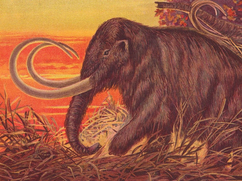 The woolly mammoth is back.  Should we eat them?