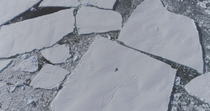 A lone seal appears from above on an ice floe. 