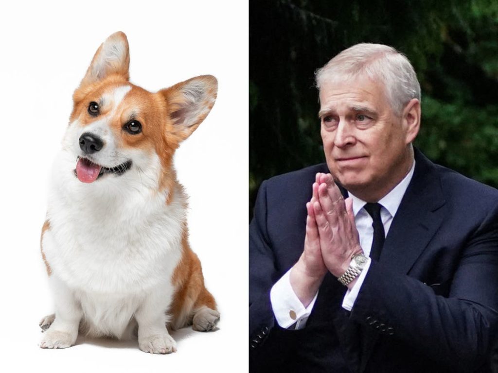 Queens Corgi: Prince Andrew and Sarah Ferguson to take the royal dogs