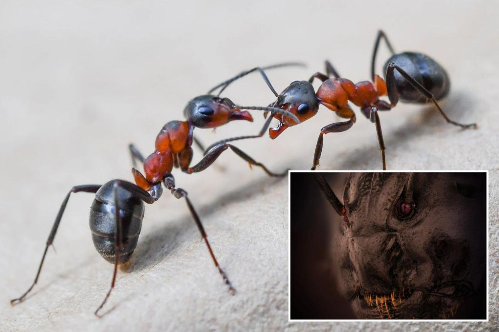 Nikon competition reveals the terrifying face of ants up close