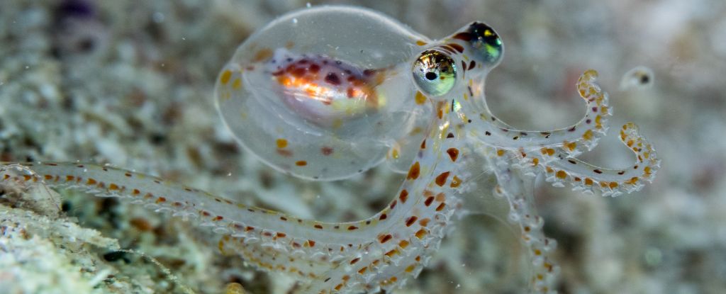 Octopus brains have evolved to share a surprising trait with our brains: ScienceAlert