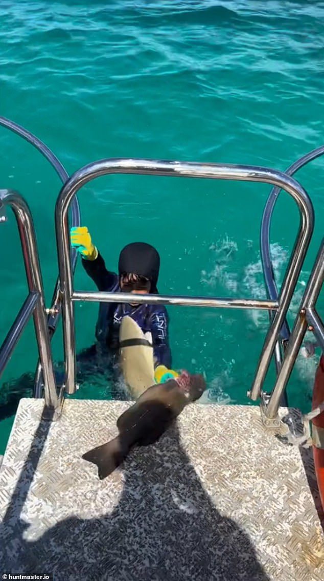 Just moments after the fish is taken onto the boat, a shark appears out of nowhere to lunge at Manny