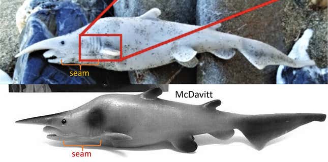 Comparison of a picture of a game shark and a purported shark specimen