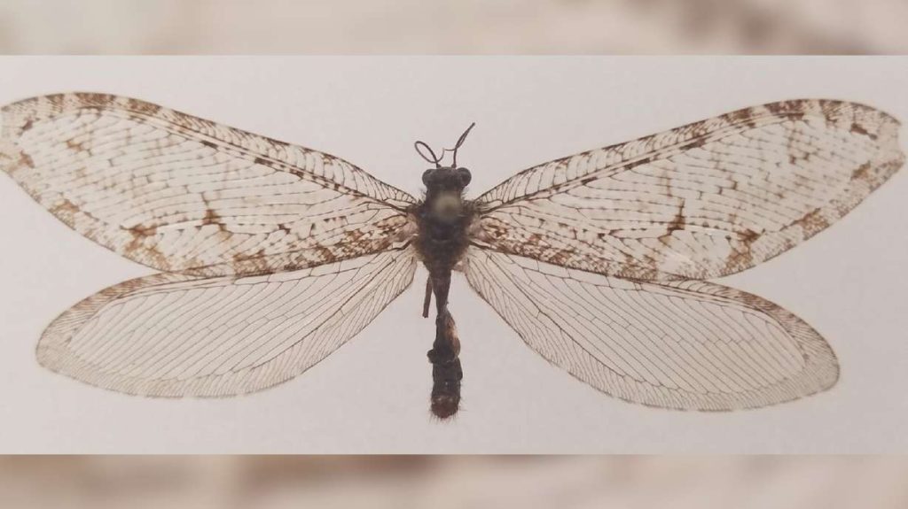 A giant flying bug found in a Wal-Mart building turns out to be a Jurassic find