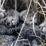 India welcomes its first newborn cheetahs in more than 7 decades
