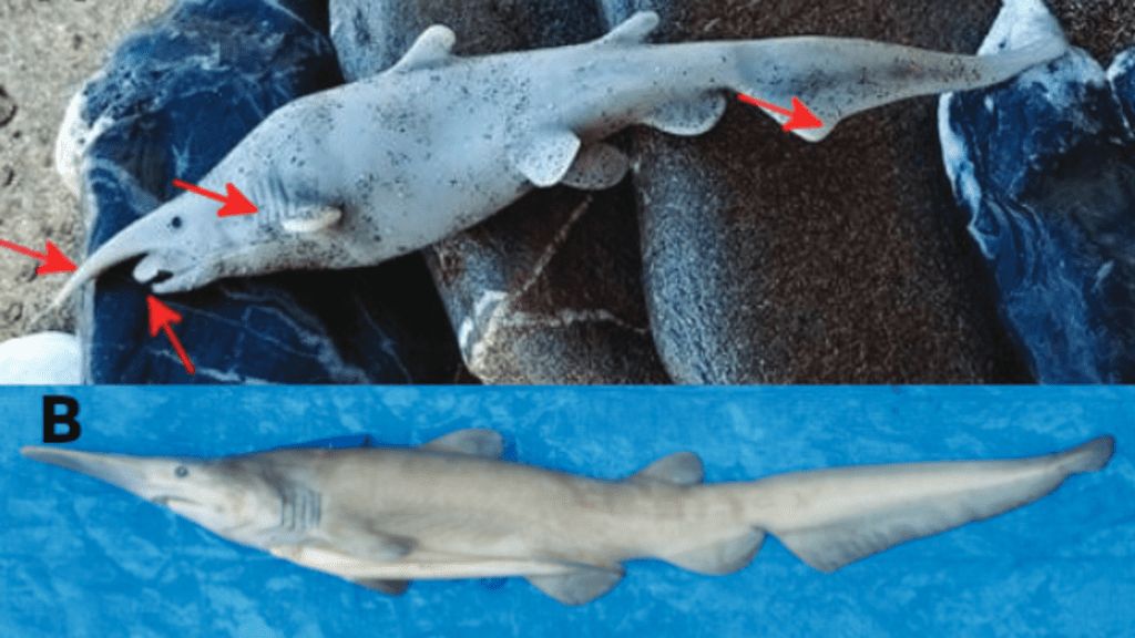 Scientists claim that the Goblin Shark in the photo is just a plastic toy