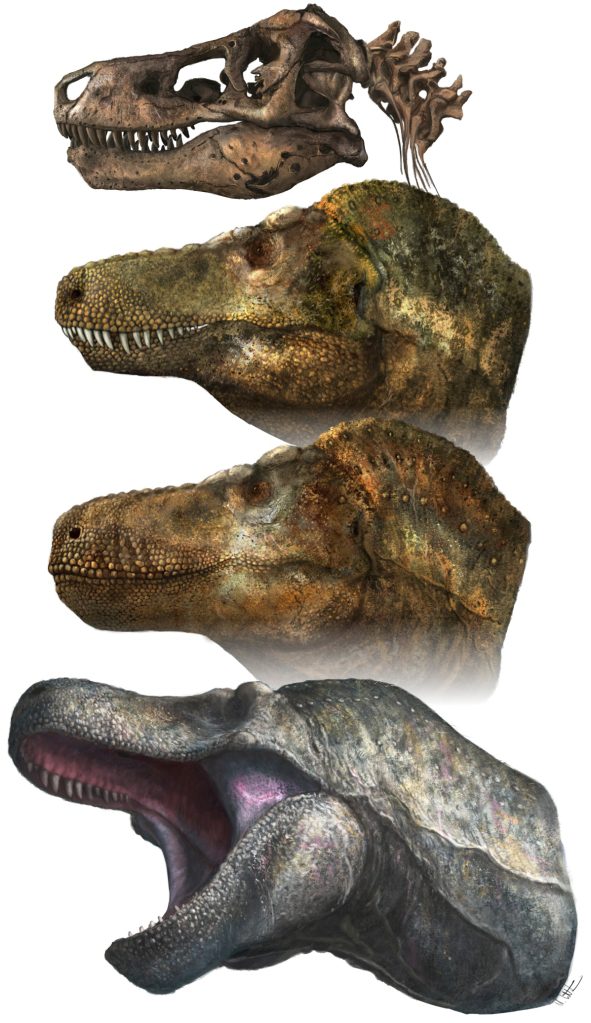 A new study concludes that Tyrannosaurus rex likely had lips that covered its teeth.