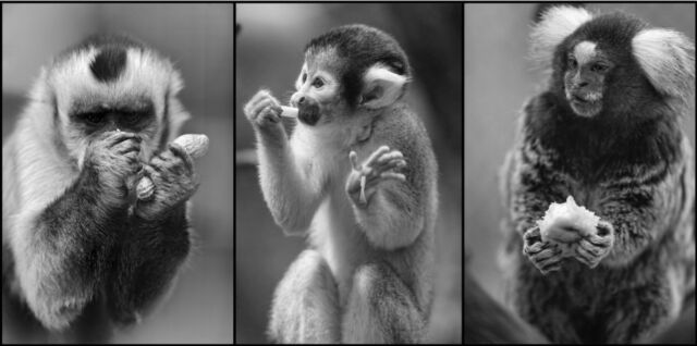 Three species of New World monkeys took part in the experiments, each with an inherently different hand anatomy and biomechanical capacity.