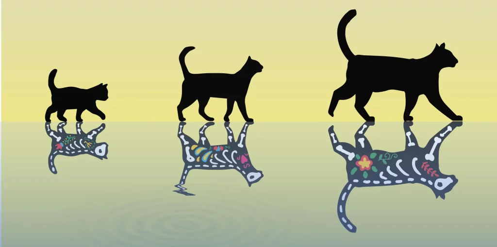Schrödinger's experiment for cats broke records for physicists