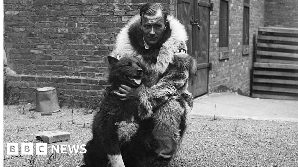 A new study has revealed the genes that underpin Balto's famous sled dog