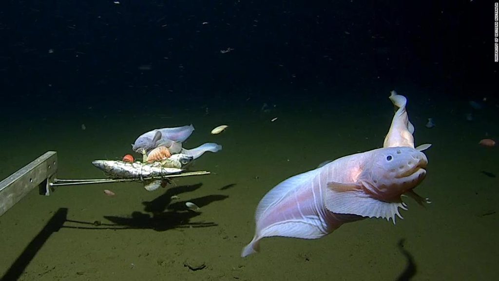 Scientists film the deepest fish ever seen at the bottom of the sea off Japan