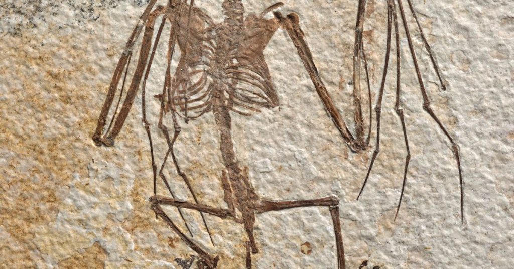 The oldest known bat skeletons shed light on the evolution of flying mammals