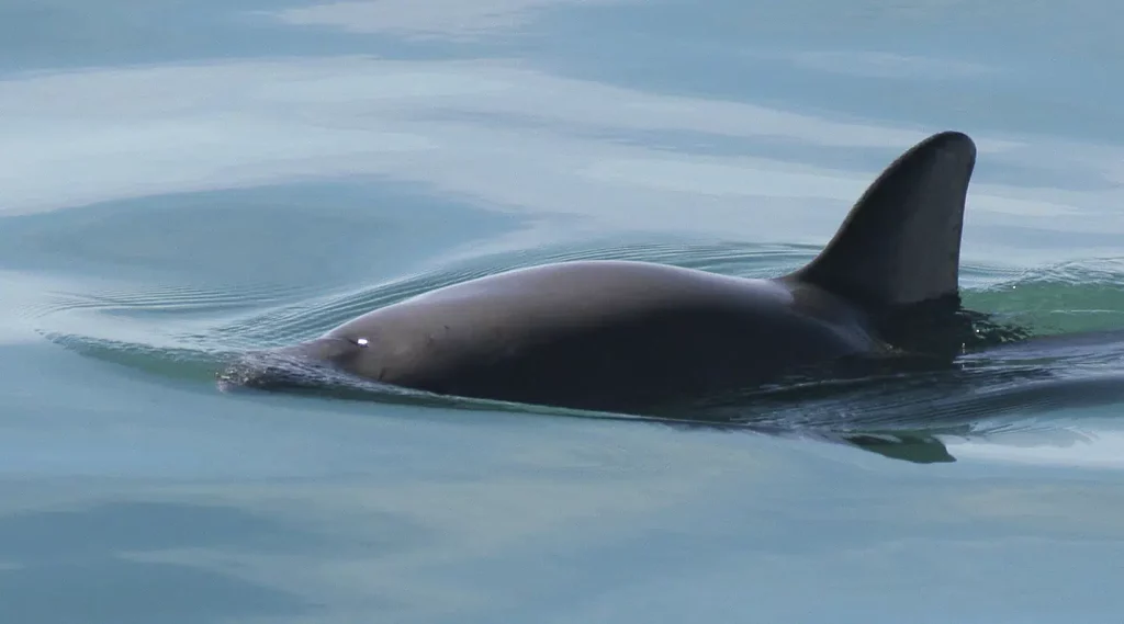 A search in Mexico is set to find the world's most endangered porpoise