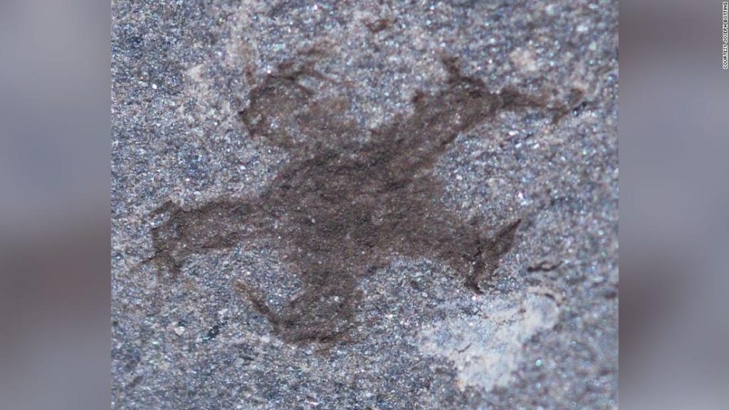 Discover a unique fossil site in Wales that reveals early life