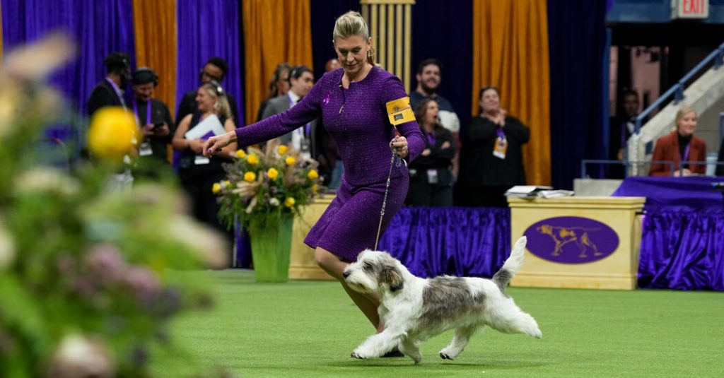 Westminster Dog Show: Buddy Holly wins Best in Show