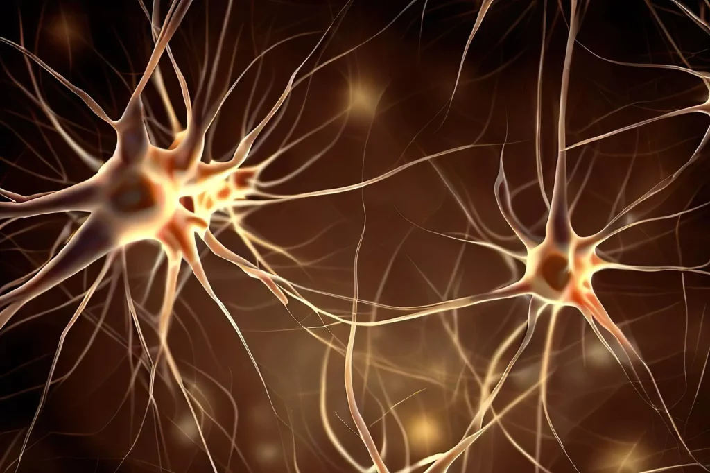 Microglia Brain Cells Anxiety