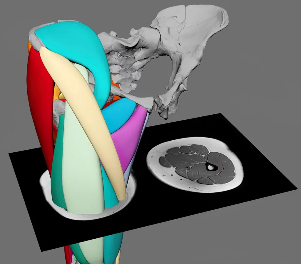 Cross-Section of the Polygonal Muscle Modeling Approach