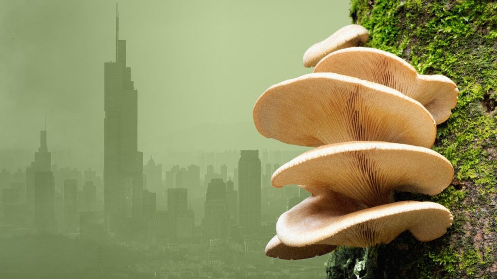 Fungi may offer an amazing solution to climate change