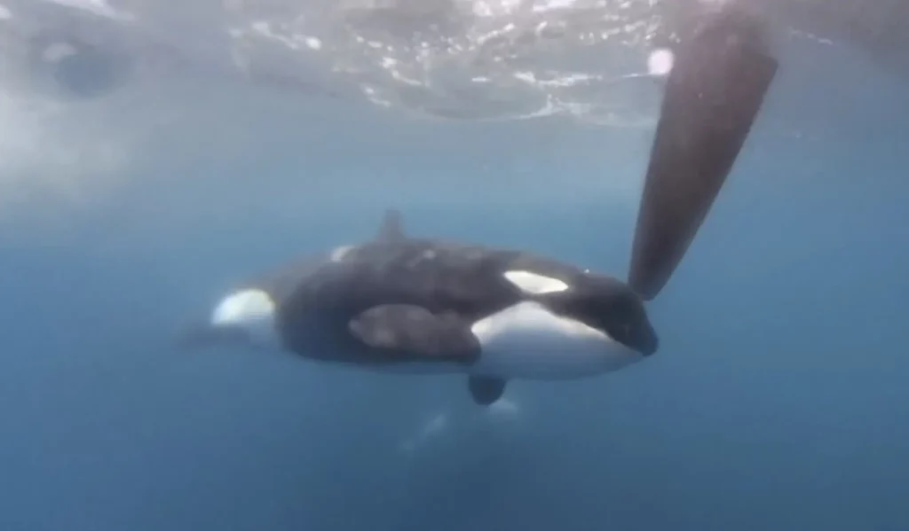 Orcas crash a regatta near Spain in the latest display of baffling and dangerous behaviour