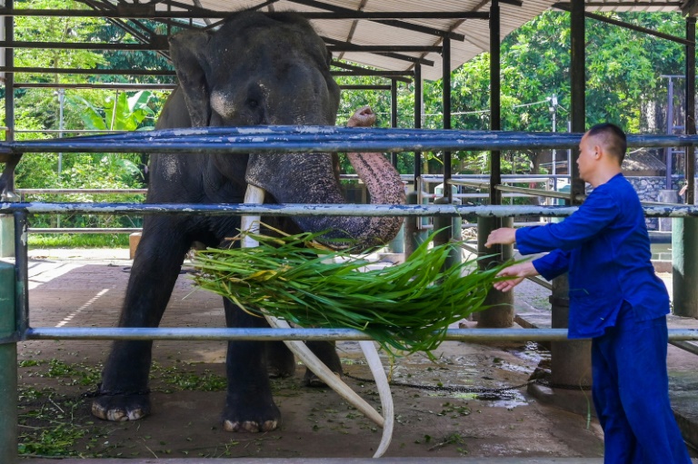 Neglected Elephant Boards Jumbo's journey back home to Thailand