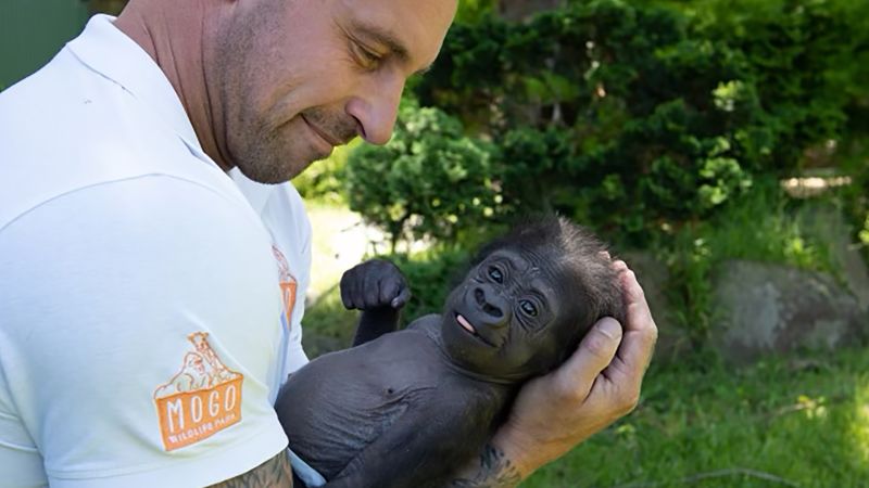 A baby gorilla nearly died before a zookeeper caught him near him.  Now he has a new adoptive mother