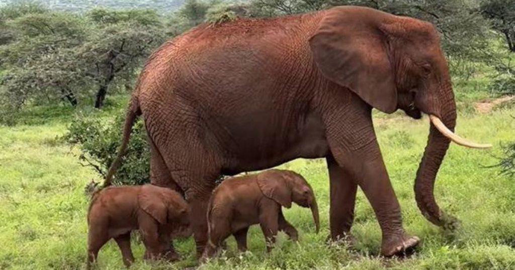 A rare elephant twin born in Kenya, caught on camera: “Amazing possibilities!”