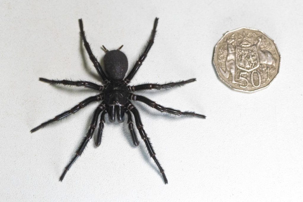 The largest male specimen of the world's most poisonous spiders was found in Australia