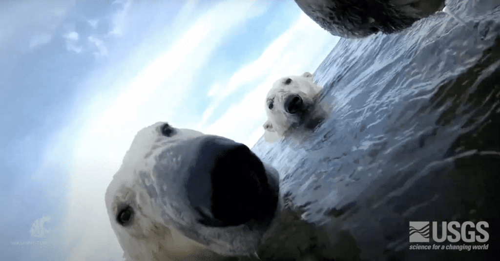 Watch: Rare footage showing the lives of polar bears through their eyes