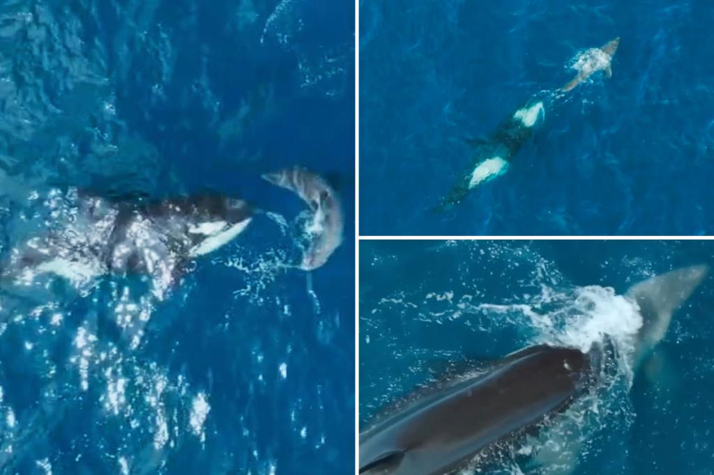 60-year-old grandmother kills great white shark in incredibly rare moment: VIDEO