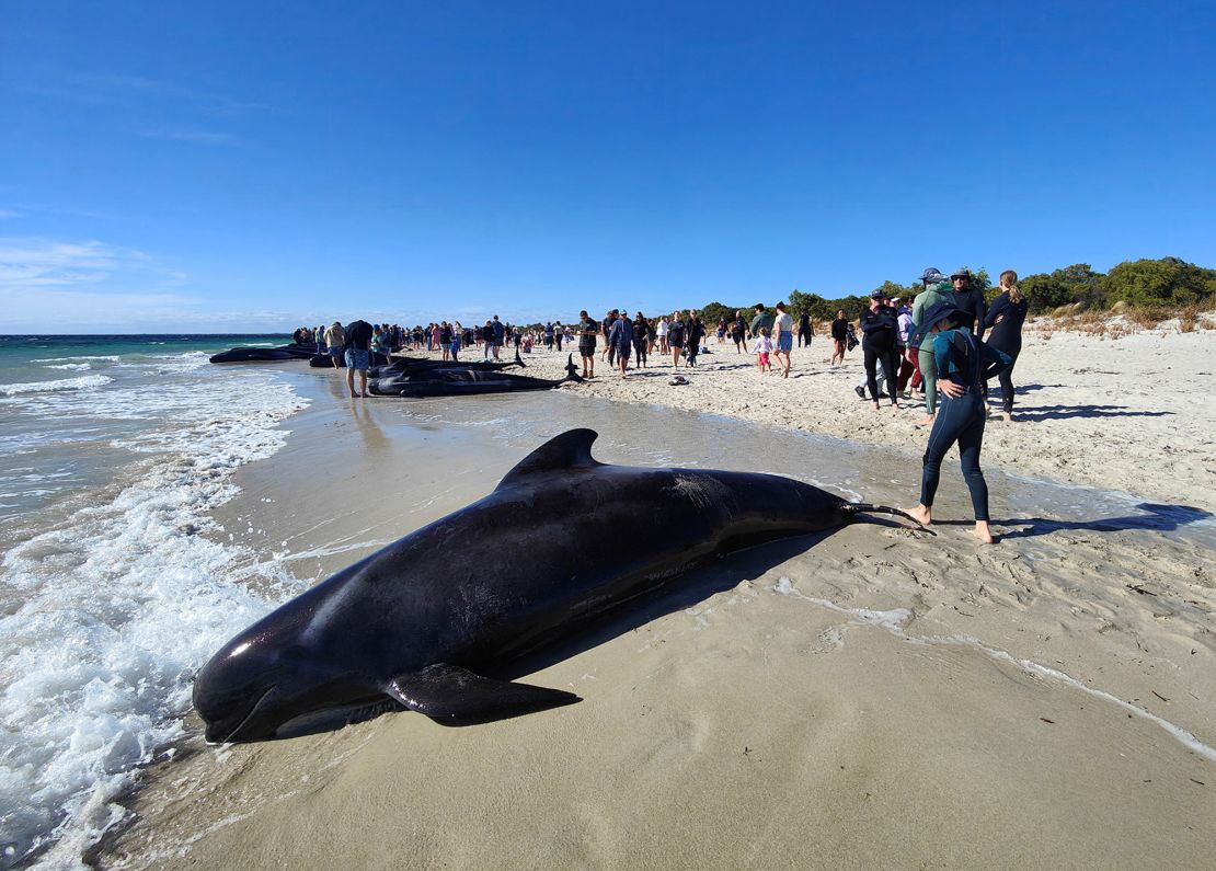 130 whales rescued from a mass beaching in Western Australia