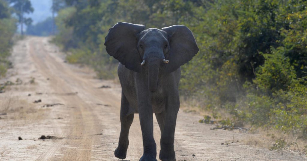 Elephant attack leaves American woman dead in Kafue National Park in Zambia