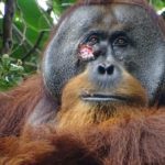 An orangutan watched a facial wound heal with medicinal plants for the first time